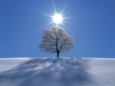 sun-snow-tree.jpg
